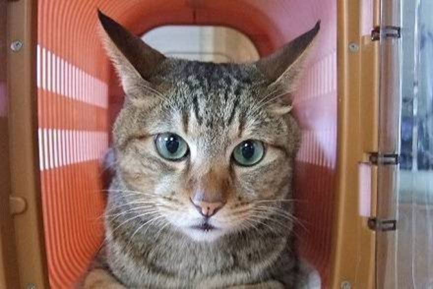 猫はトランク 楽器は座席へ 意外に知らない高速バスの荷物持ち込み事情 高速バス 夜行バス バスツアーの旅行 観光メディア バスとりっぷ
