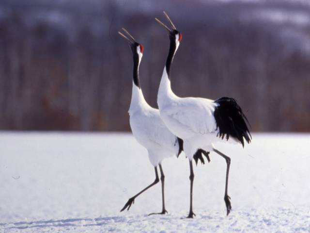 流氷やタンチョウを見に行こう！ 冬季限定「ひがし北海道エクスプレス