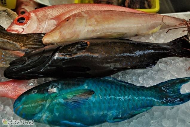 一番下がアオブダイ。