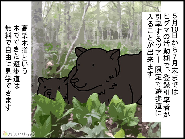 5月10日から7月末まではヒグマの活動期で、登録引率者が引率するツアー限定で遊歩道に入ることが出来ます。高架木道という木でできた遊歩道は無料で自由に見学できます。