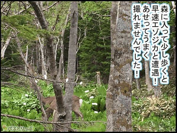 森に入って少し歩くと早速エゾシカと遭遇!あせってうまく撮れませんでした!