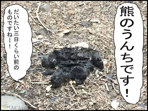 熊のうんちです!だいたい三日くらい前のものですねー!
