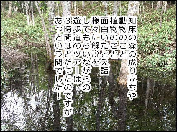 知床の森の成り立ちや、動物のこと、植物のこと、面白いたとえ話、様々に解説をしてもらいながらの遊歩道のツアーは、3時間ほどだったのですがあっという間でした!