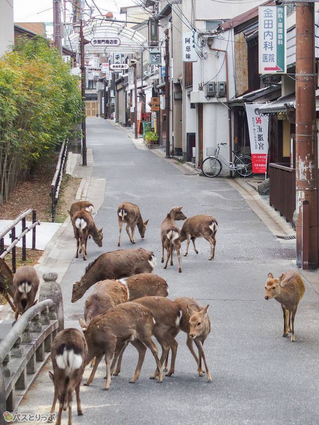 nara005.jpg