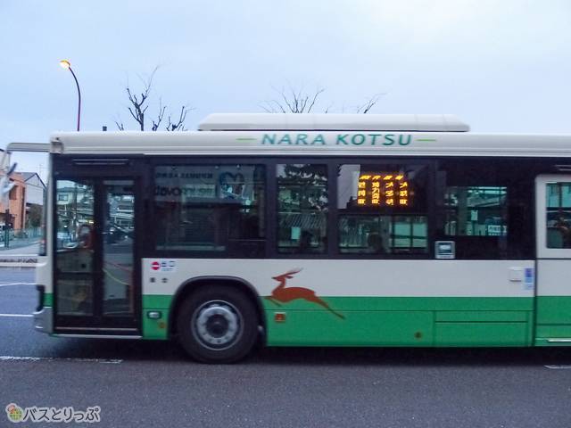 バスにも走る鹿。このあと何台もすれ違った.JPG