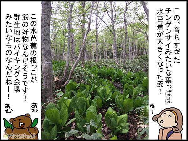 この、育ちすぎたチンゲンサイみたいな葉っぱは水芭蕉が大きくなった姿!この水芭蕉の根っこが熊の好物なんだそうです!群生地はバイキング会場みたいなものなんだねー!