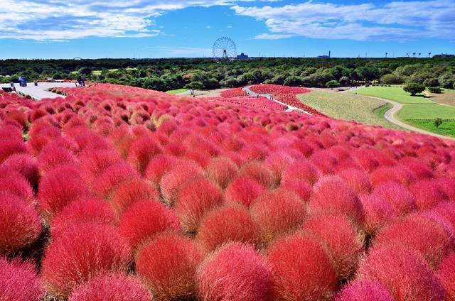 ひたち海浜公園.jpg