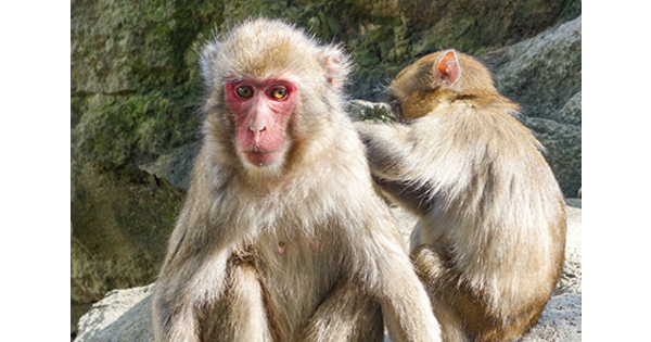 さる シャーロットはどこ？高崎山自然動物園でサルとたわむれる！ | 高速