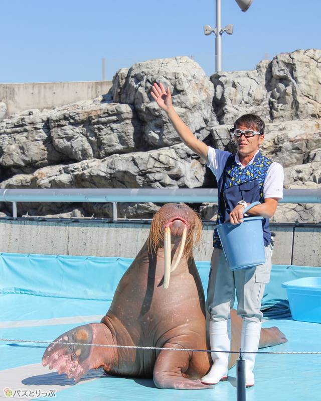 大分マリーンパレス水族館「うみたまご」でセイウチ、トド、イルカと