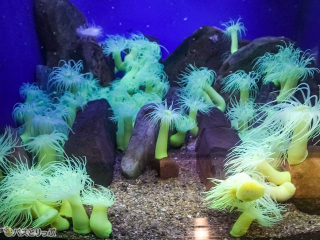 17種の「ヒトデ」に16種の「ウニ」…京都大学白浜水族館がマニアック