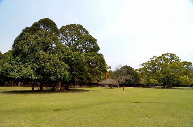 奈良公園飛火野