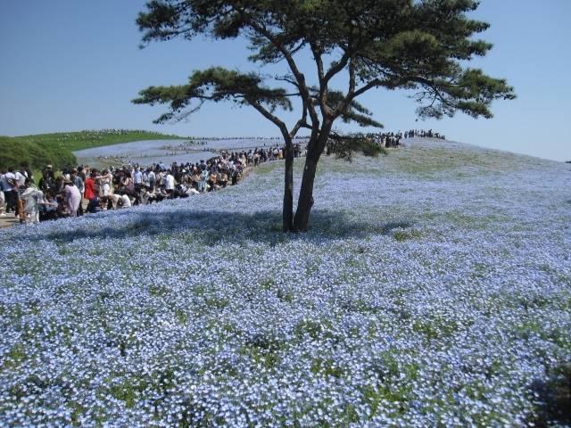 コキア・ネモフィラで有名「ひたち海浜公園」はバスツアーがお得