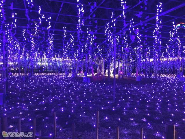 あしかがフラワーパークイルミネーション