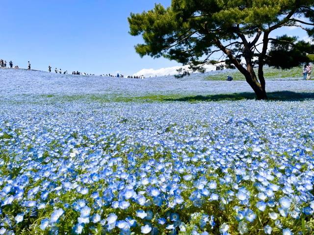 ひたち海浜公園 の季節ごとの見どころとお得な関東発バスツアーを紹介 コキアやネモフィラはいつが見頃 高速バス 夜行バス バスツアーの旅行 観光メディア バスとりっぷ