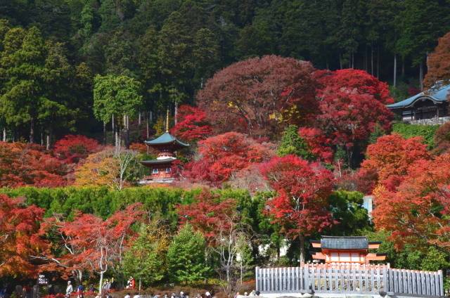 勝尾寺・紅葉