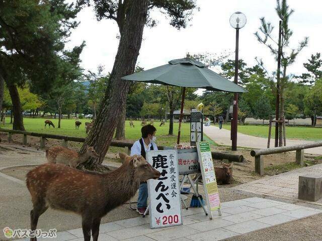 奈良公園の鹿せんべい売り場.jpg