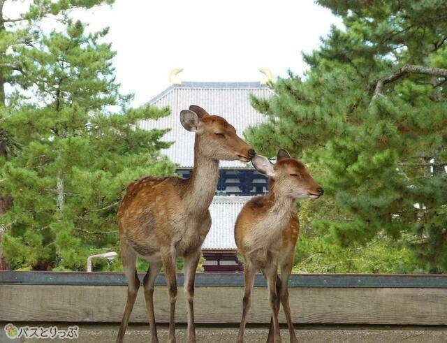 南大門の鹿と後ろに見えるのが東大寺大仏殿.jpg