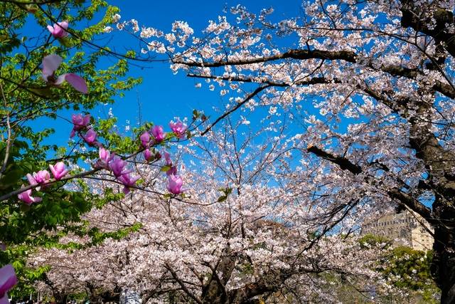 6選 関東周辺にある桜のトンネル名所 バスツアーでお花見スポットを巡ろう 高速バス 夜行バス バスツアーの旅行 観光メディア バスとりっぷ
