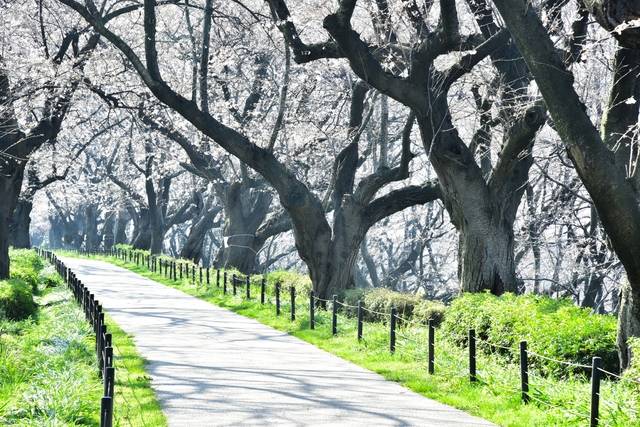 6選 関東周辺にある桜のトンネル名所 バスツアーでお花見スポットを巡ろう 高速バス 夜行バス バスツアーの旅行 観光メディア バスとりっぷ