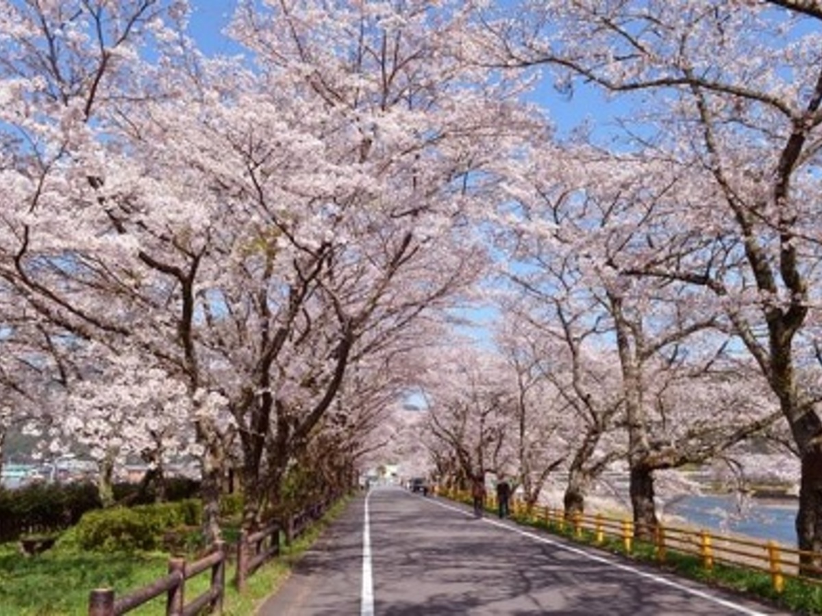 6選 関東周辺にある桜のトンネル名所 バスツアーでお花見スポットを巡ろう 高速バス 夜行バス バスツアーの旅行 観光メディア バスとりっぷ