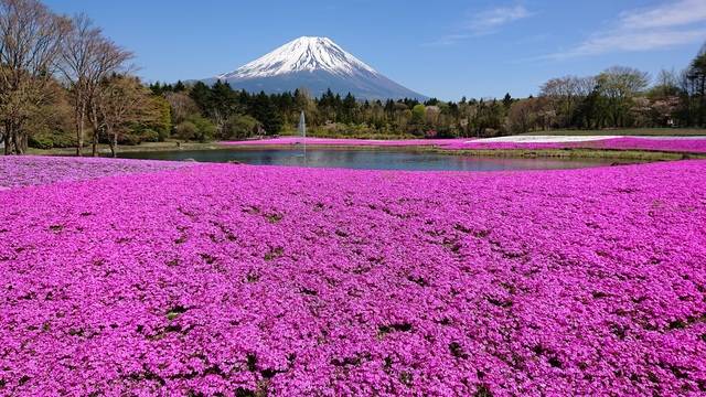 ピンクの芝桜と富士山が絶景！ 山梨の「富士芝桜まつり2023年」は