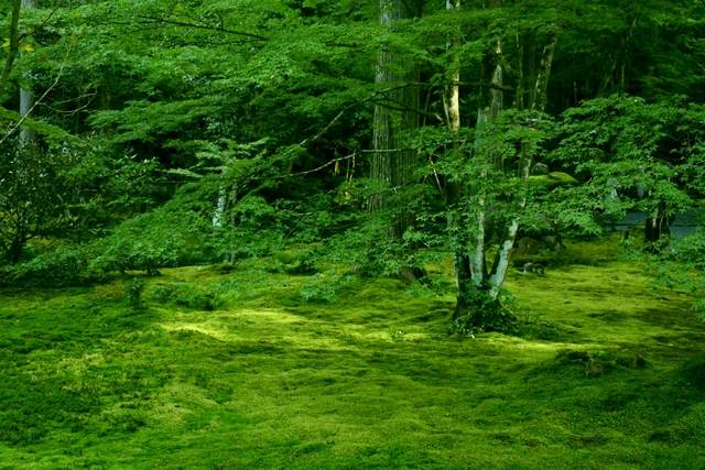 青苔の絨毯
