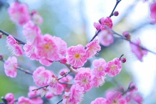 ピンクの梅.jpg