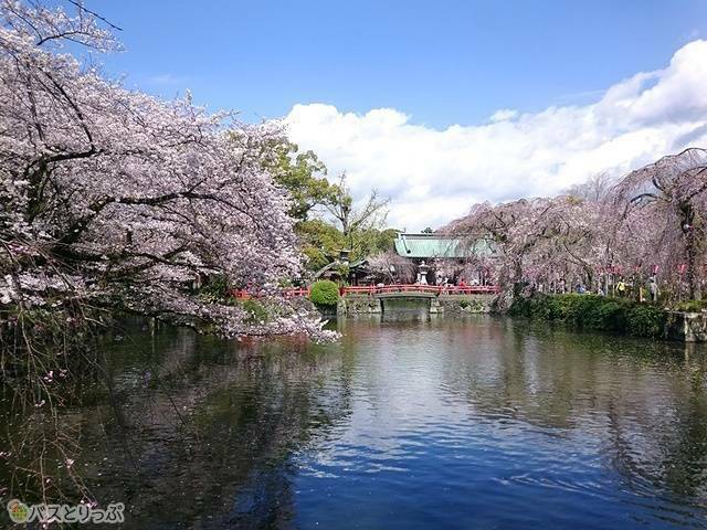神池と総門、桜の組み合わせ