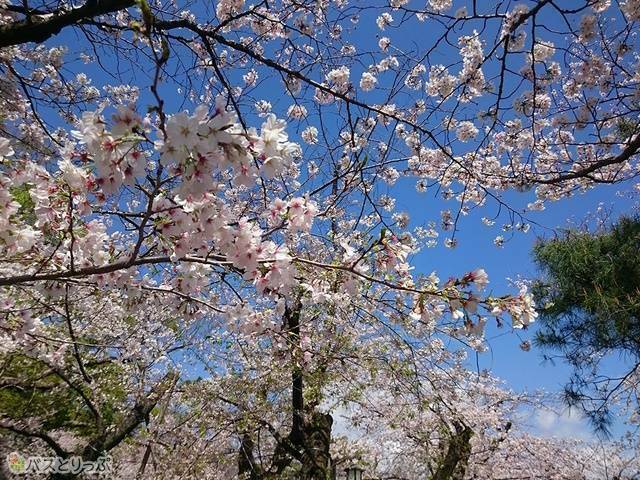 青空に桜が映えます