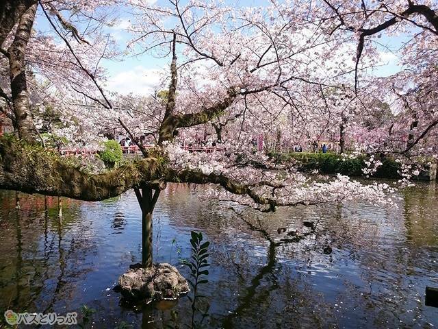 水面に大きく張り出した桜