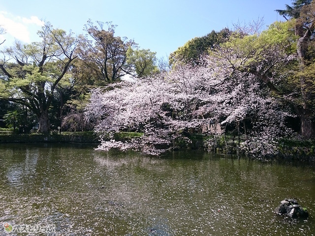 水面に張り出す桜