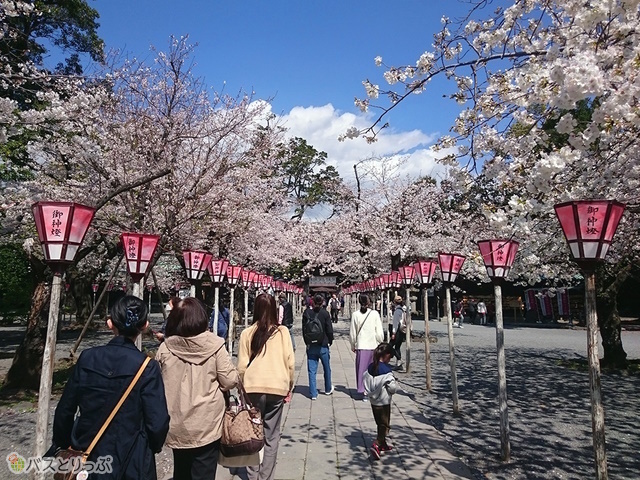 ぼんぼりと桜並木の相性は最高です
