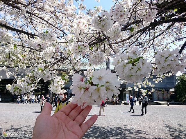 満開の桜を愛でる