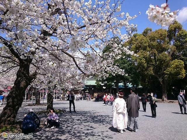 神社で結婚式を見かけると、吉兆なのだとか