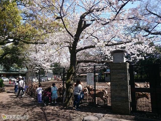 神鹿園にも桜が咲き乱れます