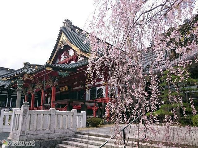 樹齢400年のしだれ桜も！ 山梨県のお花見名所「身延山久遠寺」へバス