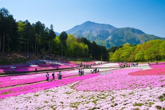 羊山公園・武甲山.jpg