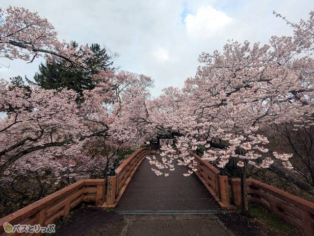 高遠城址公園の桜