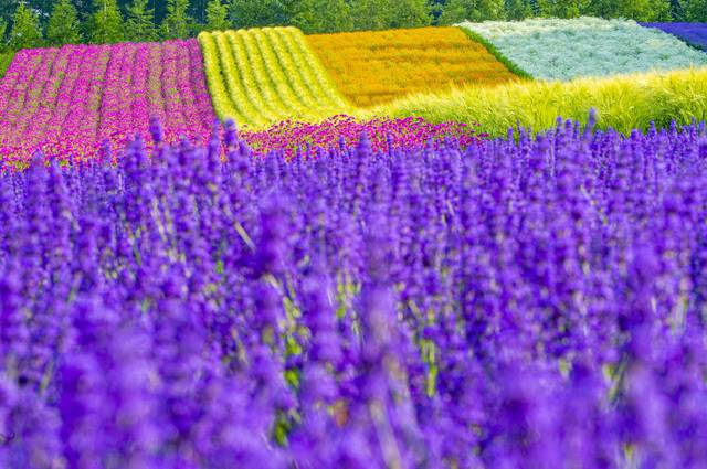 富良野ラベンダー