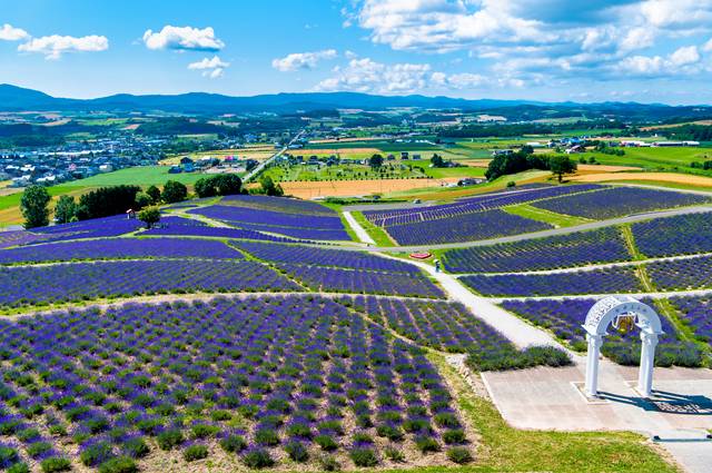 日の出公園ラベンダー園