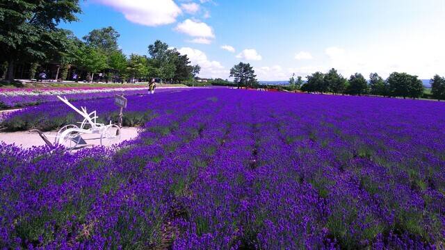 ハイランドふらの ラベンダー園