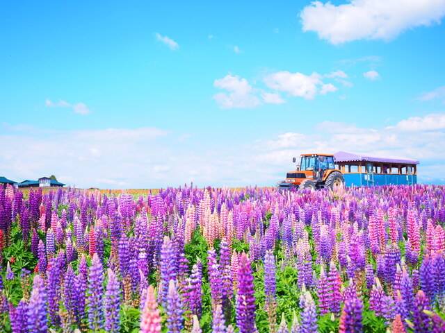 フラワーランドかみふらの