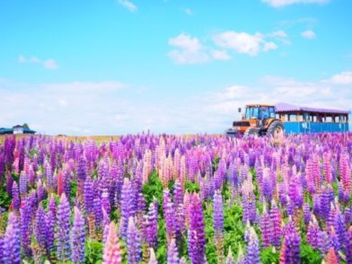 北海道・富良野のラベンダー畑おすすめ6選！ 花の見ごろやファームの