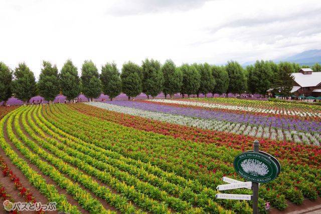 花畑の終わりが見えない！