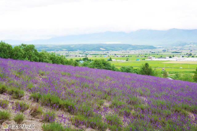 一面のラベンダー畑から十勝岳連峰まで見渡せる「トラディショナルラベンダー畑」