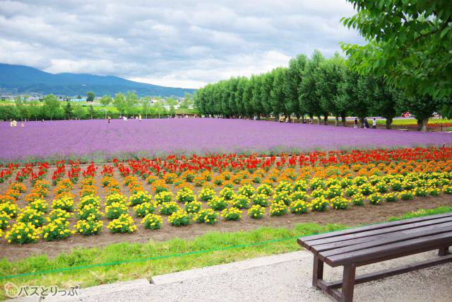 散策に疲れたら、ベンチで花を眺めながら休憩