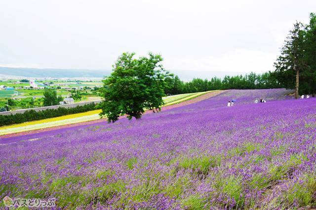 ファーム富田のラベンダー畑