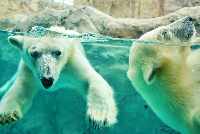 ホッキョクグマ