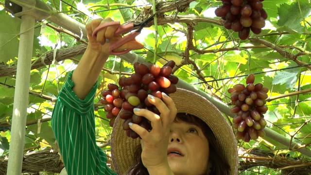 貴理子 ブドウを収穫する