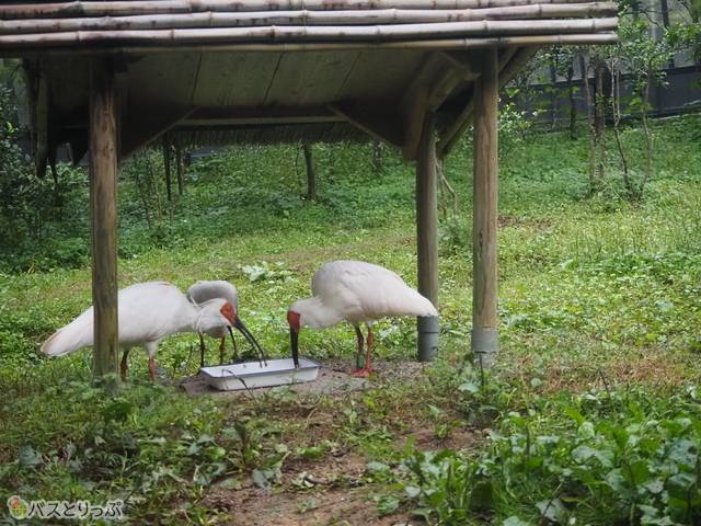 トキの森公園ではすぐ近くにトキの姿が！